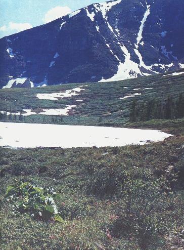 35_.jpg (50033 bytes)